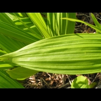 Bletilla Striata (fam. Orchidacees) (Chine) (04)